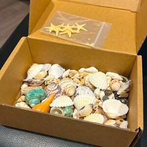 Mini Sea Shells Mixed Beach Seashells Starfish